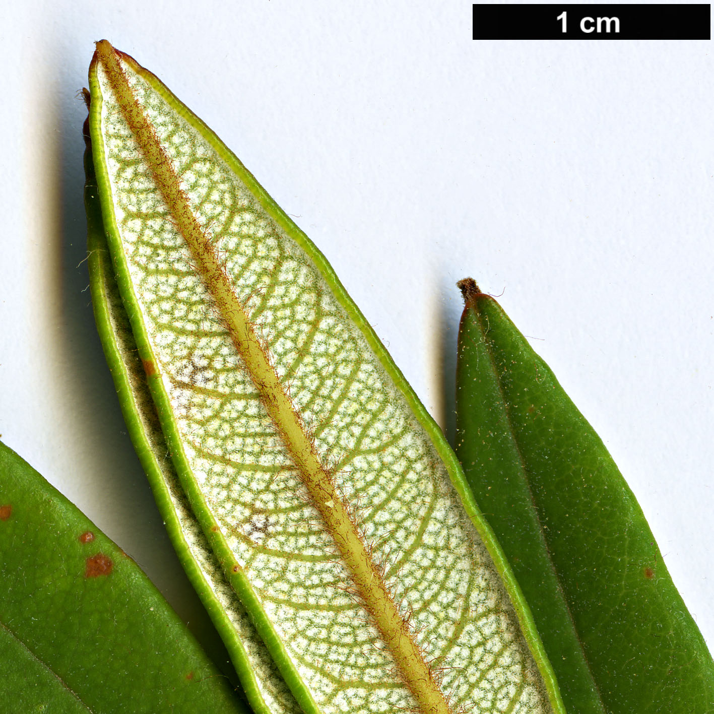 High resolution image: Family: Proteaceae - Genus: Banksia - Taxon: paludosa - SpeciesSub: subsp. astrolux